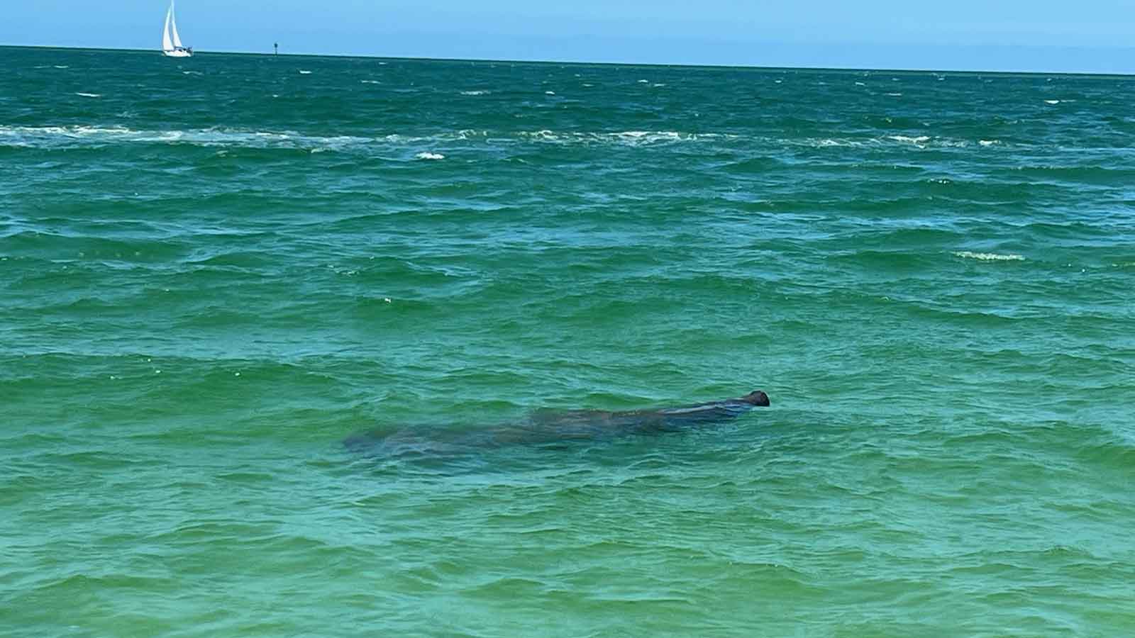 Manateeateggmont Egmont Key / Sand Dollar Island