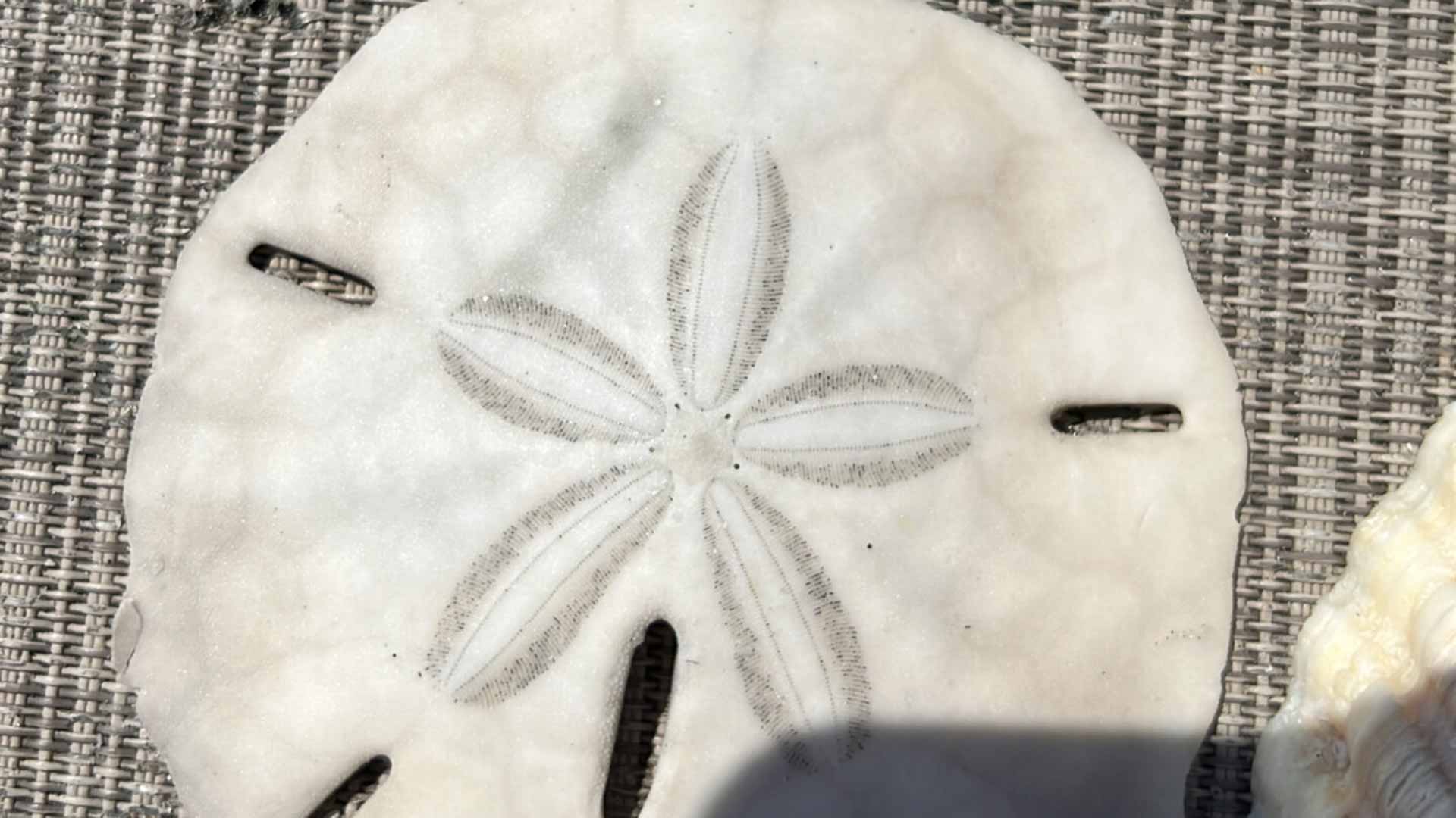 Everything You Need to Know About the Sand Dollar » Sand Dollar Shelling